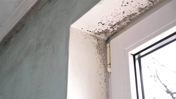 Mold Testing and Removal in Tulare, CA