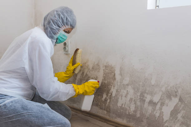 Best Toxic Mold Removal  in Tulare, CA