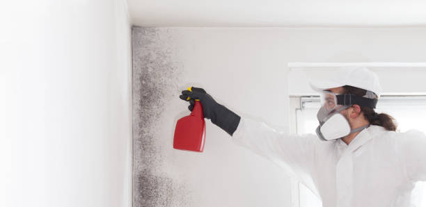 Trusted Tulare, CA Mold Removal Experts
