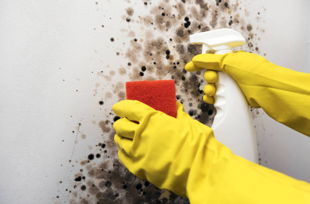Best Attic Mold Removal  in Tulare, CA