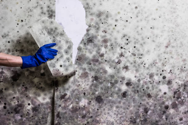 Best Local Mold Removal Service  in Tulare, CA
